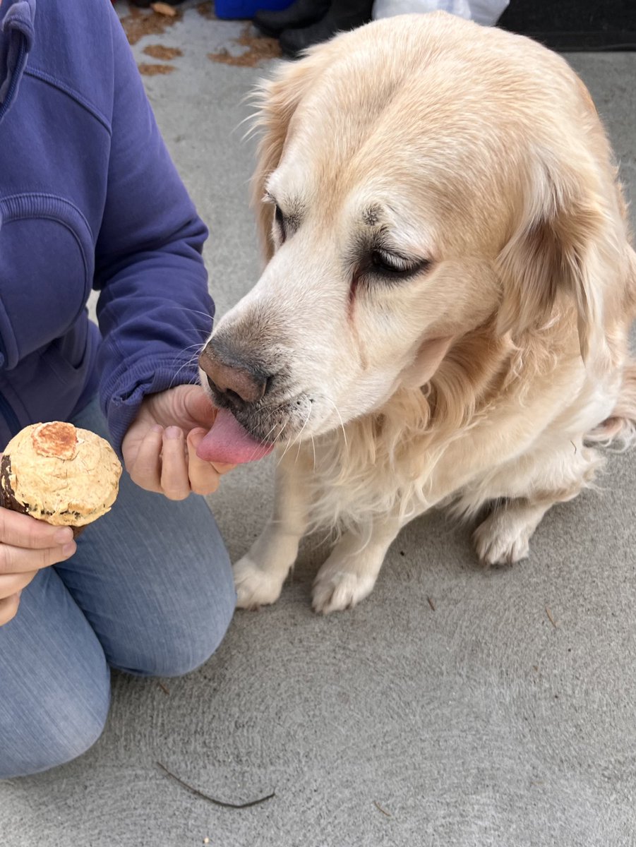 I got a PupCake for my birthday #GoldenRetrievers #dogsofx