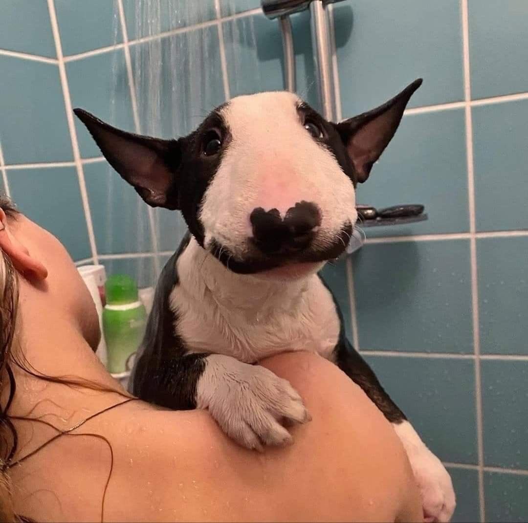 💖 (@twaniimals) on Twitter photo 
