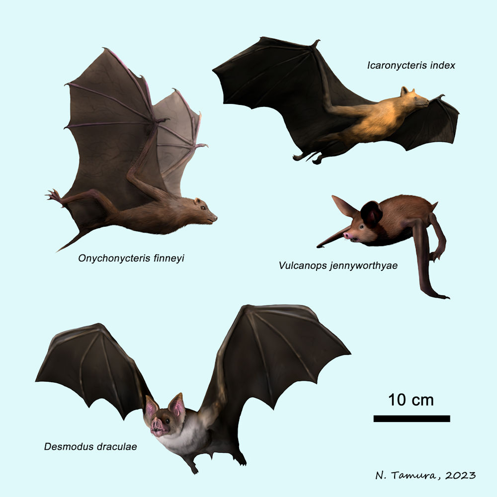 Happy Halloween, folks! Here is a sampling of prehistoric bats: Onychonycteris, Icaronycteris, Vulcanops and Desmodus draculae...