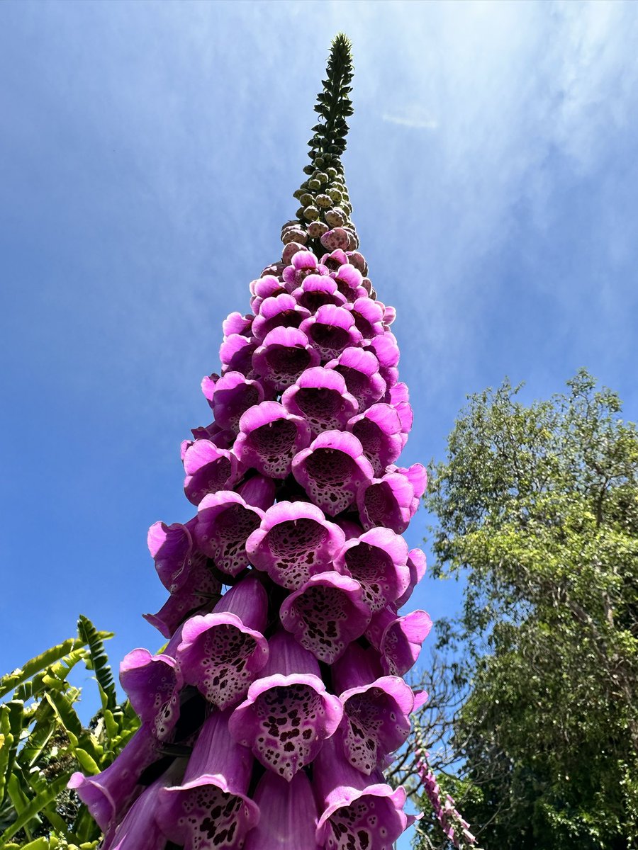 Playing with light #SydneyBotanicalGardens