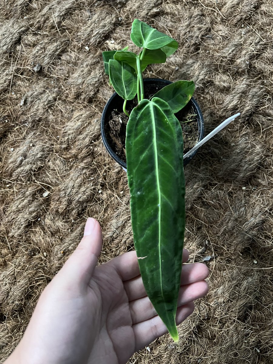 series_green's tweet photo. 안스리움 와로쿠
안스리움 크탈베쎄

핫딜로 저렴하게 데려가세요🤔 https://t.co/yV1aH0wTMc