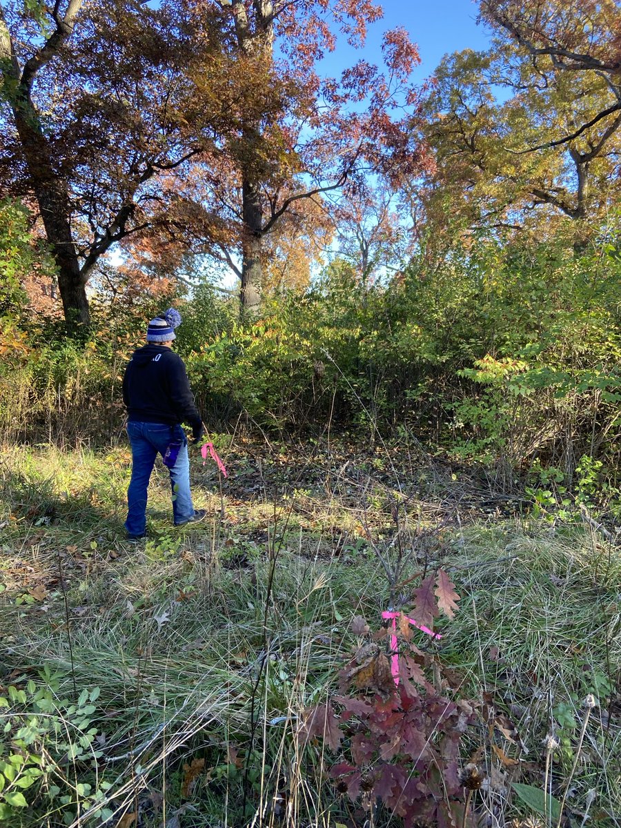 Despite the daunting wall of honeysuckle, GHS freshman Griffin B. attacked with impunity and took it down at Fabyan Preserve. We set a goal to reach the oaks behind and he did it. He left the workday a very happy camper…