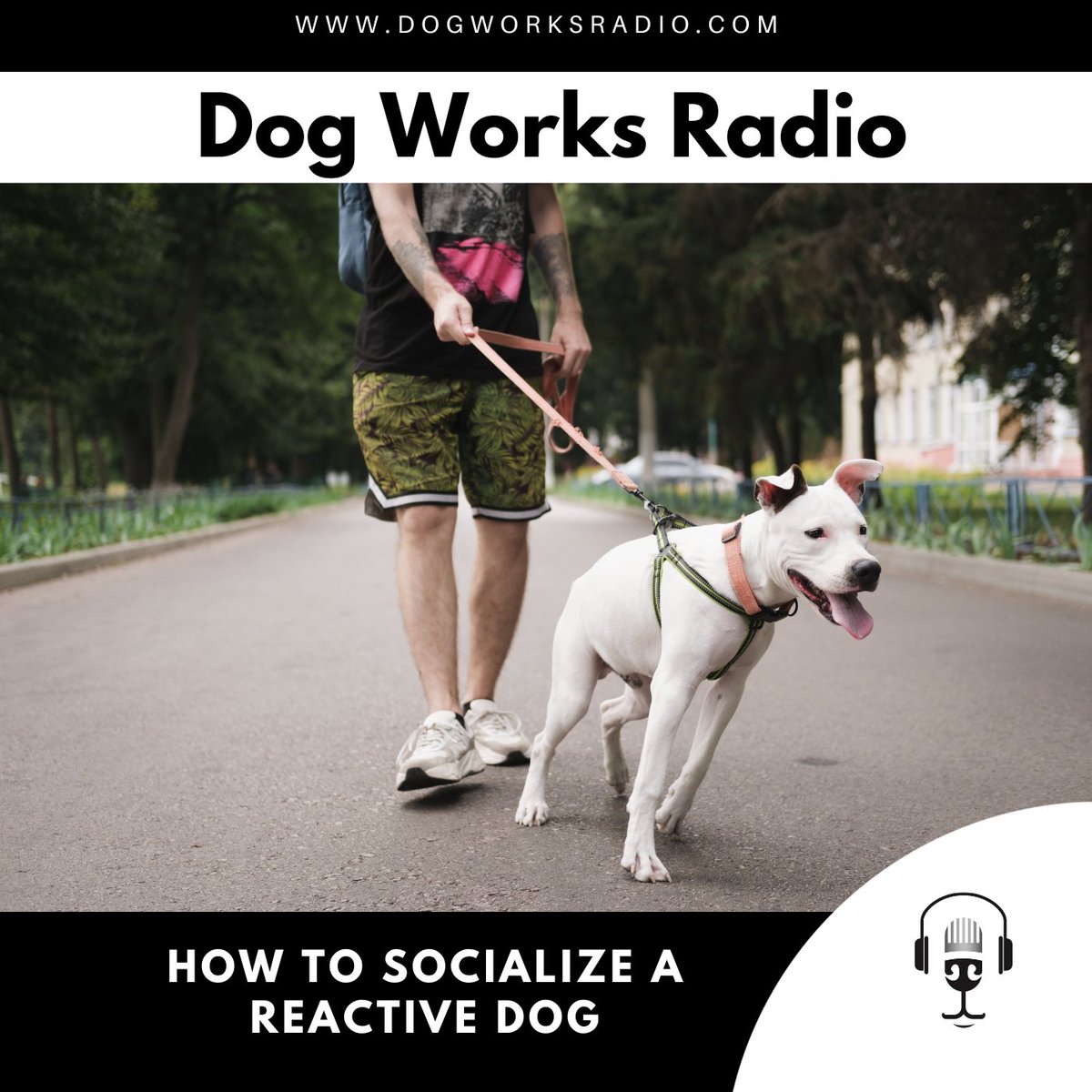 FirstPawMedia's tweet image. Can't seem to get your adult dog to be comfortable around other dogs? Don't worry, we've got you covered with our tips and tricks on socializing reactive adult dogs! shorturl.at/gstUV #DogSocialization