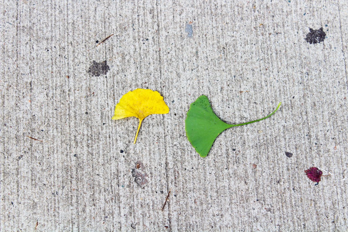 lifeinsuttonpl's tweet image. 3. Take a walk to enjoy the cool crisp air and leaves changing colors in Sutton Place.  

#suttonplace #coolair #treesofnewyork #colors #midtowneastnyc