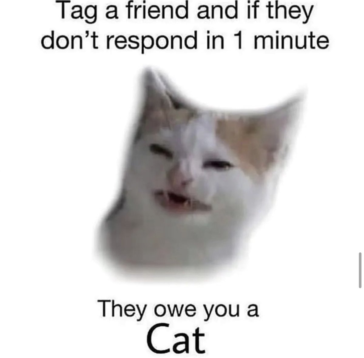 Posts Of Cats tweet media