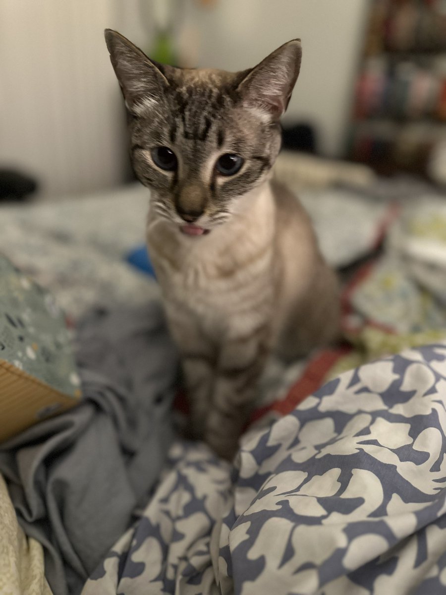 Feline Foursome 😻😹🙀😽 tweet media