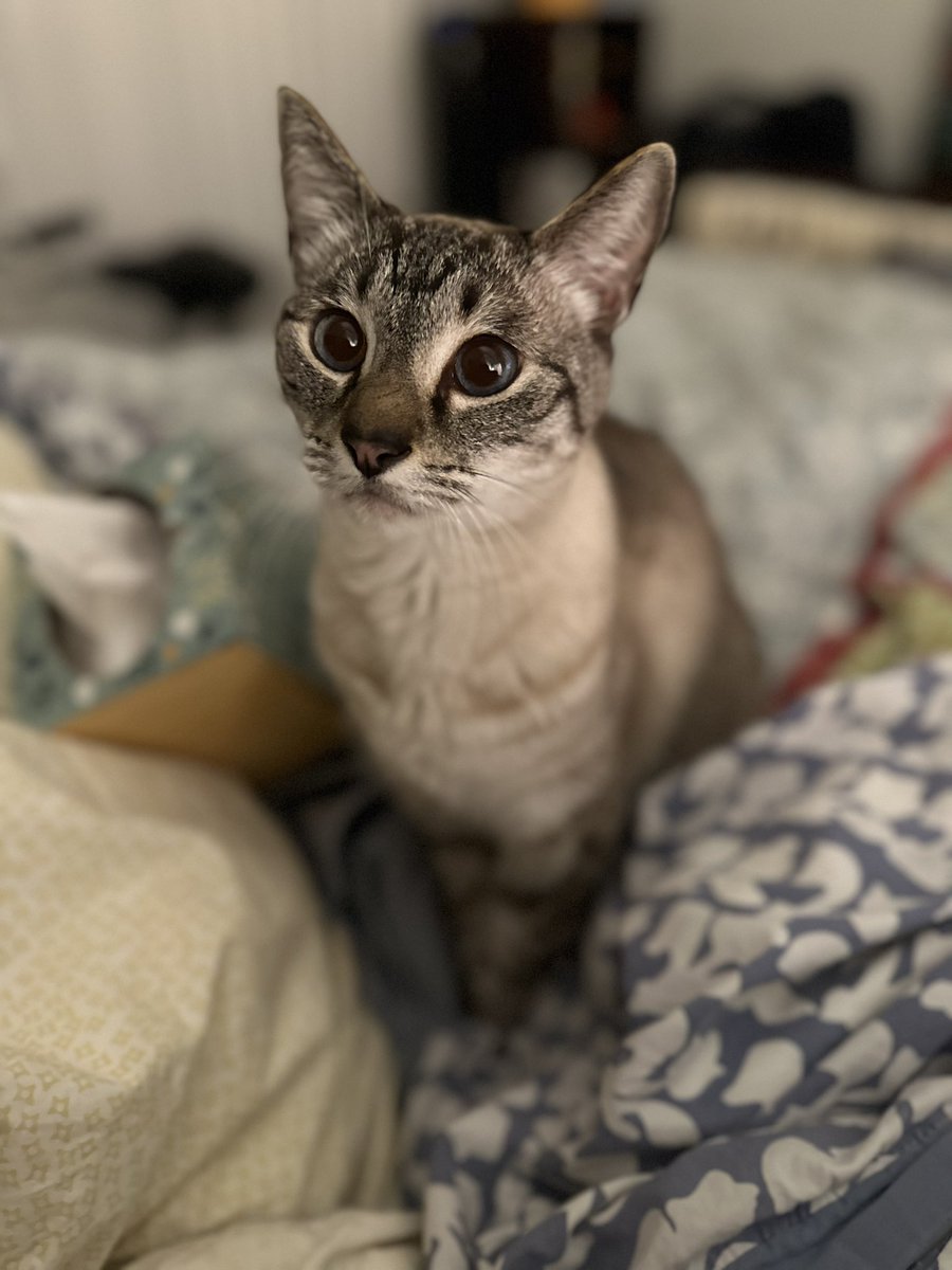 Feline Foursome 😻😹🙀😽 tweet media