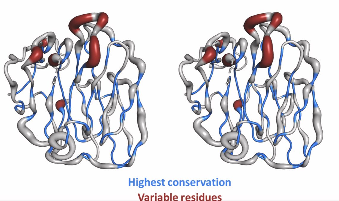 Check out Björn’s beautiful structure of the GPR112/ADGRG4 pentraxin-like domain

lnkd.in/dqi3pMzF

stare on this picture and it appears 3D
