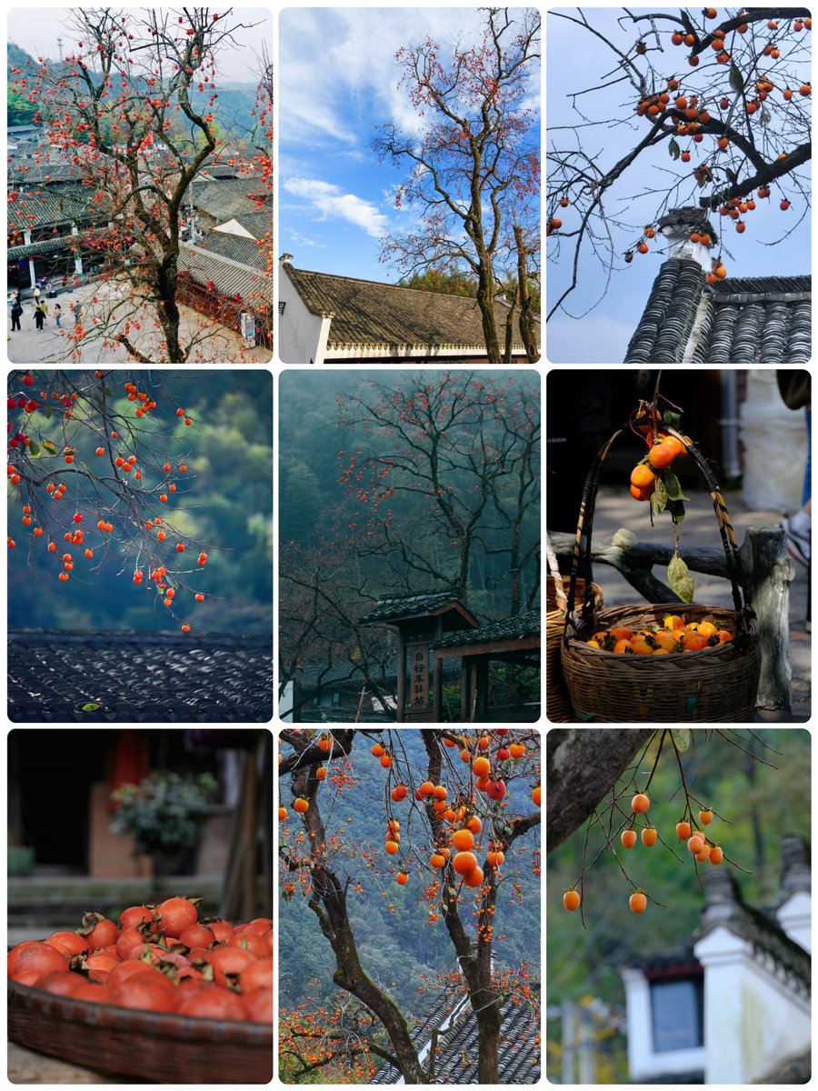 一夜寒露风，满山柿子红
📍浙江余姚柿林村 https://t.co/tgY8KswoLu