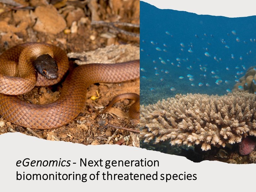 A/Prof Zoe Richards (@zoer_coral) on Twitter photo Congratulations <a href="/Curtin_TrEnD/">TrEnD Lab</a> & partners <a href="/UCPH_Research/">University of Copenhagen Research</a> <a href="/AucklandUni/">University of Auckland | Waipapa Taumata Rau</a> <a href="/berkeleyIB/">UC Berkeley IB</a> - so excited our #ARCDP project to do reptile and coral eGenomics was funded! Congratulations <a href="/Curtin_TrEnD/">TrEnD Lab</a> & partners <a href="/UCPH_Research/">University of Copenhagen Research</a> <a href="/AucklandUni/">University of Auckland | Waipapa Taumata Rau</a> <a href="/berkeleyIB/">UC Berkeley IB</a> - so excited our #ARCDP project to do reptile and coral eGenomics was funded!