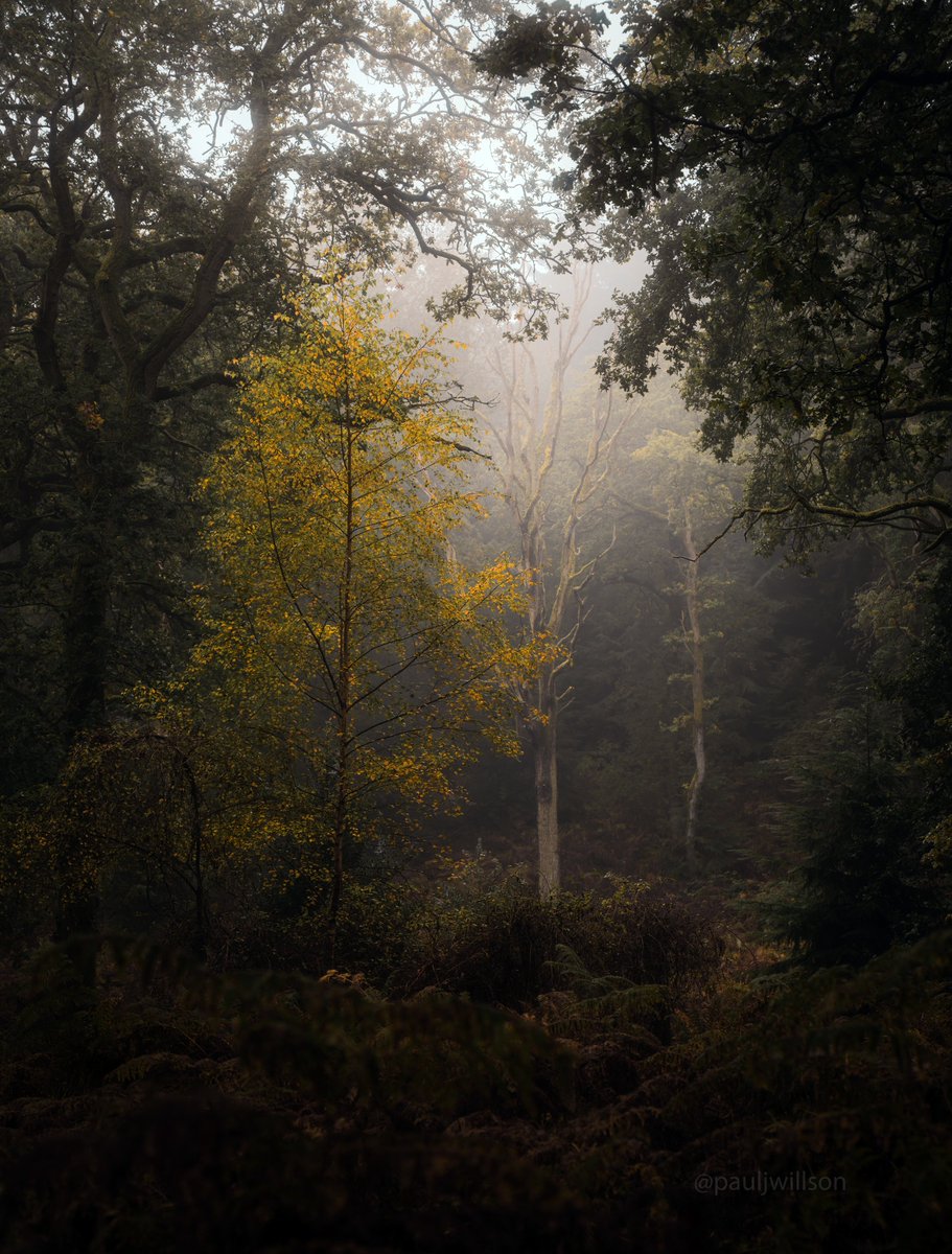 Birches first
#FSprintmonday #woodlandphotography