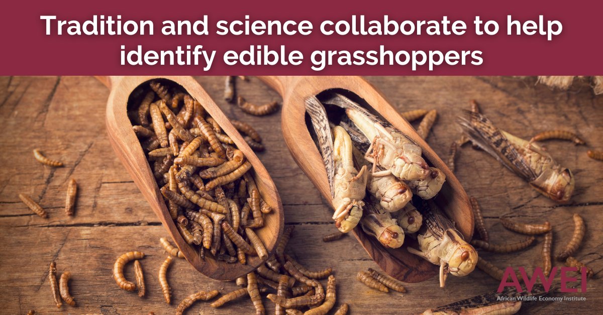 Celebrating Africa Food & Nutrition Security Day! Did you know that edible grasshoppers can play a crucial role in preserving tradition and boosting economic development? Learn more: www0.sun.ac.za/awei/posts/tra… #WildlifeEconomy #AfricaFoodSecurity #Grasshoppers #TraditionScience