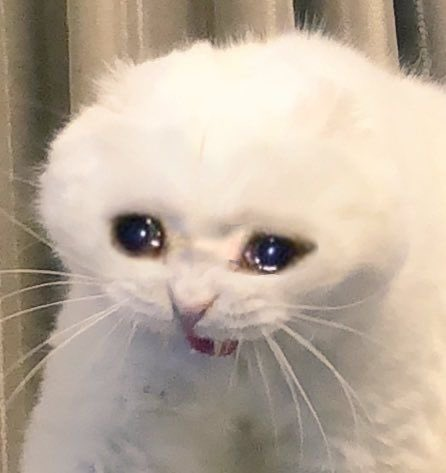 RyozenReedVT's tweet photo. Thank you for all your DM's and messages! Im doing  
 okay! The food poisoning I've had is slowly going away as to why I dint stream today. 💙🫶

Please be patient with me Ill be back ASAP 👉👈🥺✨

#VTuberUprising #vtuber #PHVtuber #ENVtubers #VTubersAreStillWatching