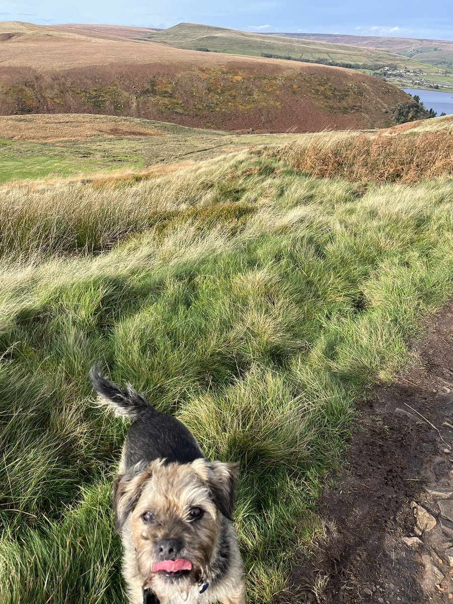 DougieandNoodle's tweet photo. We went on lovely long walkies yesterday pals. We werz on our best behaviour till a doggie tried to bites me..i showed him my most vicious bawks after i waz safe. #btposse #borderterrier #sproodle https://t.co/xmtAMiIvZm