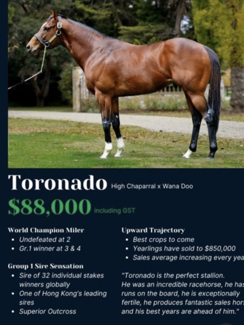 SwettenhamStud's tweet photo. #SaleCup Day brought up another exciting Trio of Winners for @SwettenhamStud π©π¦ #TORONADOπ©π¦ winners in #DIAMONDDECORATOR & #MODOWN & #LADYJONES..3G #MODOWN appears to be an exciting prospect for @HayfieldsRacing #CharlotteLittlefield https://t.co/3KXi8LOYDt