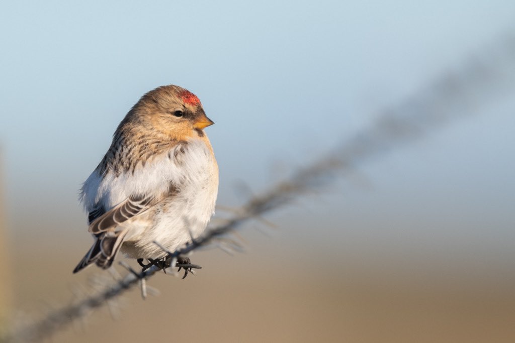 Not sure there’s a finer bird to pass through Shetland in autumn, Hornemann’s Arctic Redpoll. Pretty much annual rarity from Arctic Greenland, this absolute unit of a finch is comp in size to House Sparrow cf Lesser, closer to Siskin in size. A bird of true presence. Unst lst wk