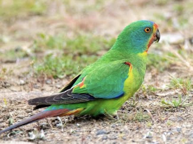NgaireHobbins's tweet image. Hey lovely @taylorswift13. The gorgeous #swiftparrot you see here needs you 🙏 It’s critically endangered and fast heading for extinction without help. I know @BirdlifeOz or @Tas_Land would love to hear from you. 
@taylornation13 @Inala_Nature