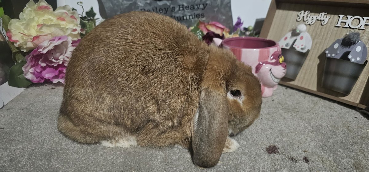 In addition to my concert addiction, I raise & show bunnies! My rabbitry is called Baileys Heavy Metal Bunnies. All my rabbits are named after songs, lyrics, bands or artists.
#minilops #bhmb #orange