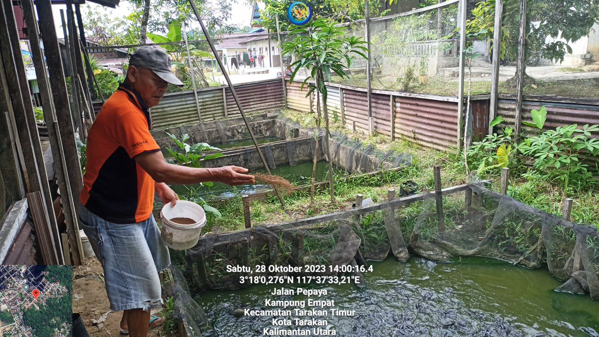 arioam17's tweet photo. Sabtu (28/10), Ario Anggara M, Luhkan Tarakan, di POKDAKAN Raja Ikan, Kel. Kampung Empat, melaporkan hasil produksi Ikan Lele, Kolam Sederhana sebanyak +/- 100Kg,  Size 7-8, Harga Jual Rp35.000/Kg

#GiatLuhKanSatminkalBPPPBitung #PusLatLuh #BPPPBitung #KotaTarakan #Budidaya https://t.co/BtzrbaVPuL