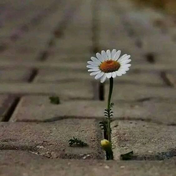 TopicL4's tweet image. Today's hardships are not the end of possibilities for the future.