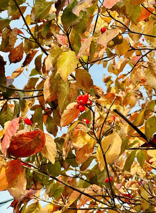お昼ついでに散歩寄り道した。秋ね🍂 