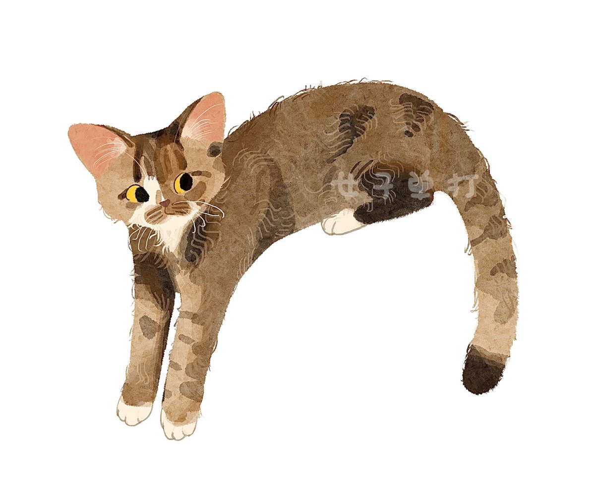 nzdd000's tweet photo. 猫 https://t.co/0iwTJugMJZ
