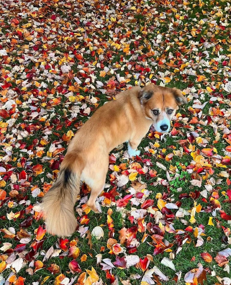 Cevansforever13's tweet photo. #AlbaBaptista has recently posted photos where she welcomes #autumn🍂🍂 and #Halloween2023 and above all she makes us see that she has the best company in the world for our beloved #DodgerEvans 😍😍 https://t.co/oxbs5qOFIp