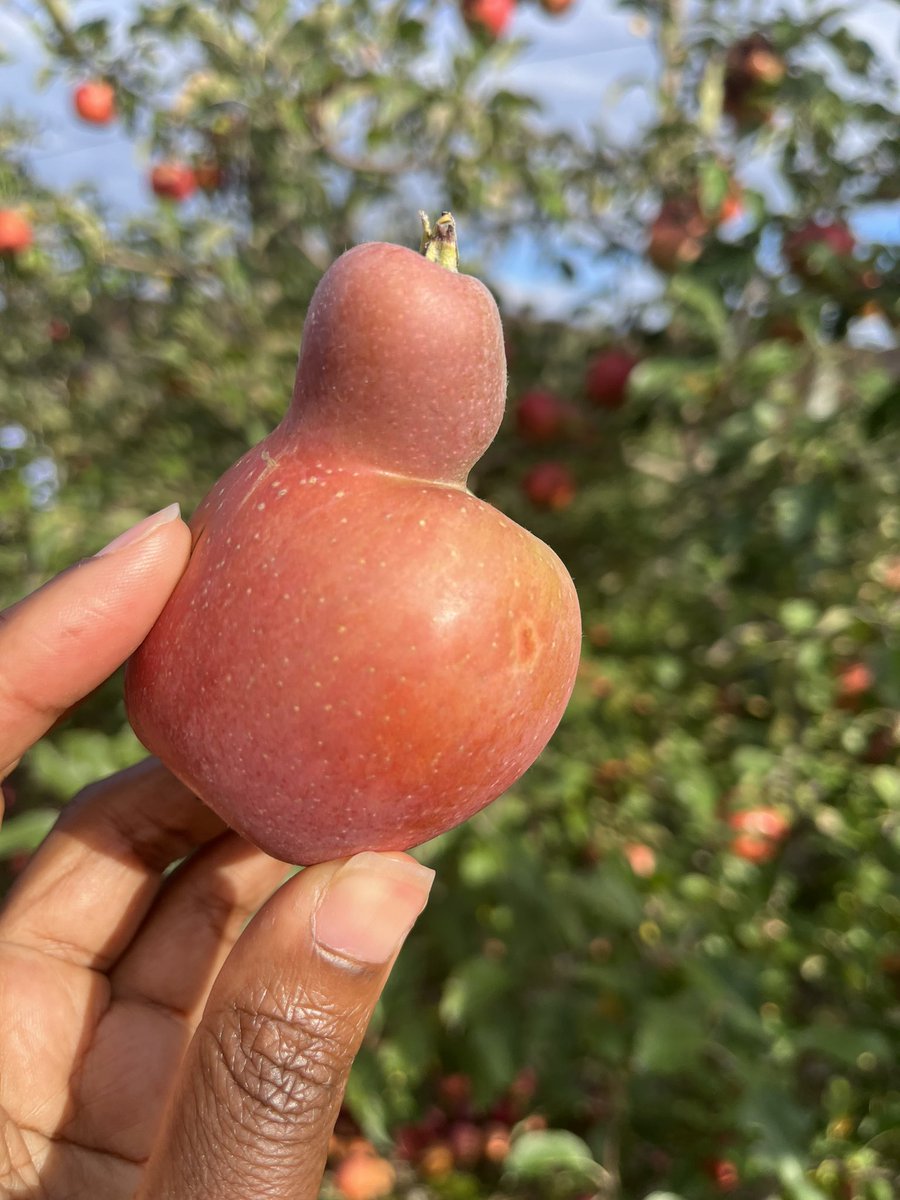 When a Pediatric Surgical Oncologist goes Apple Picking… SCT?