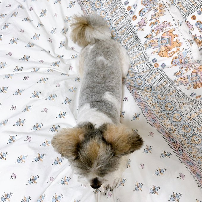 昨日はトリミングdayでした🐶✂️ 体のむちむち感たまらん♡  #マルシーズー #トリミング https://t.co/9BPKKzQTg3<a href="/tag/%E3%83%9E%E3%83%AB%E3%82%B7%E3%83%BC%E3%82%BA%E3%83%BC"class="tags">#マルシーズー</a><a href="/tag/%E3%83%88%E3%83%AA%E3%83%9F%E3%83%B3%E3%82%B0"class="tags">#トリミング</a>