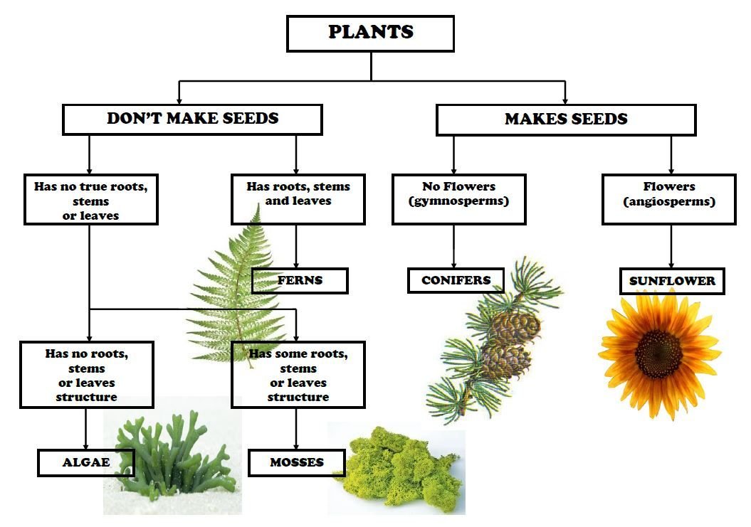 JournalPlant's tweet photo. 🌿🔍 Exploring plant taxonomy - the science of classifying and naming plants! 🌱📚 It's all about understanding their relationships and diversity. #PlantTaxonomy #Botany #ScienceOfPlants 🌼🌳 https://t.co/wBniZIYzgj