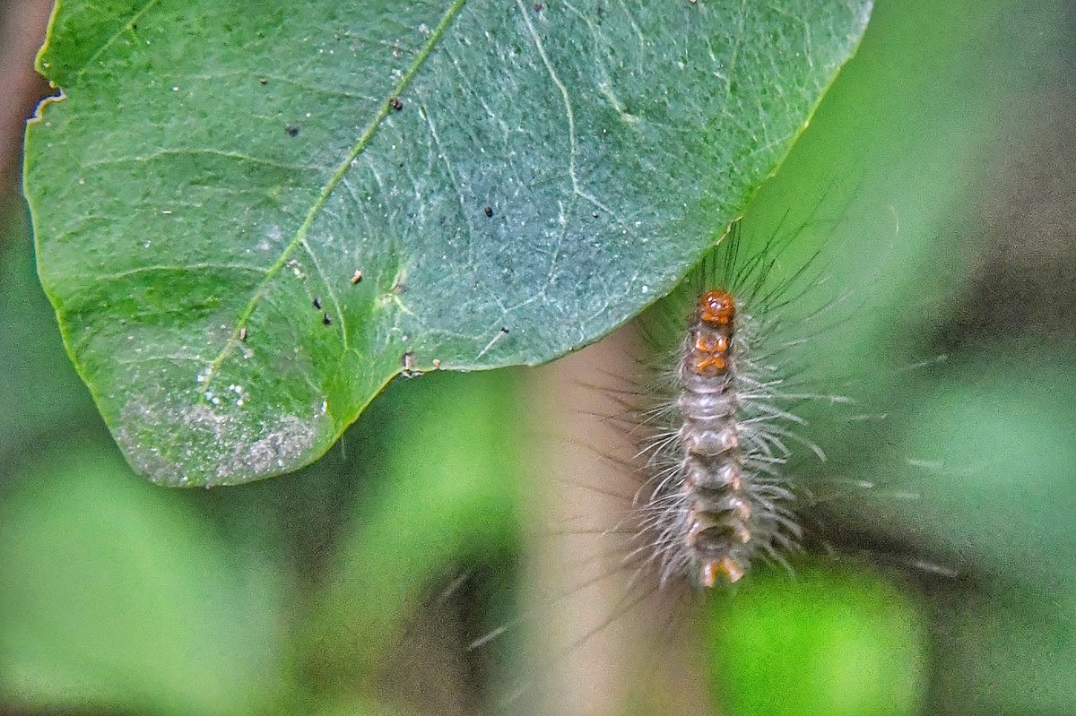 ShivangiMaletia's tweet image. Nature is silently working it’s way out

Whether or not you acknowledge the flowers
They blossom 🪷

Even if you don’t notice a leaf preparing food
It will 🍃

It’s only us who are craving for an appreciation, an acknowledgement, a “thank you” for our work! 💭

#Morningmusing