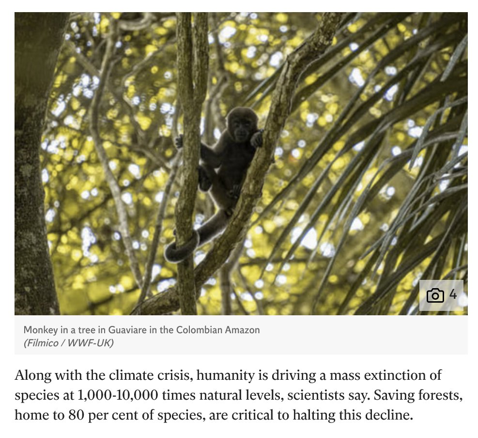 treebeing's tweet photo. In 2021, leaders pledged to end deforestation. Instead, forests are dying
Cutting down and #clearingtrees is second only to burning fossil fuels as a creator of #carbonemissions. Fighting #climatecrisis becomes inexplicably harder without forests
https://t.co/2LtubScUtT https://t.co/kJRUkpqkYd