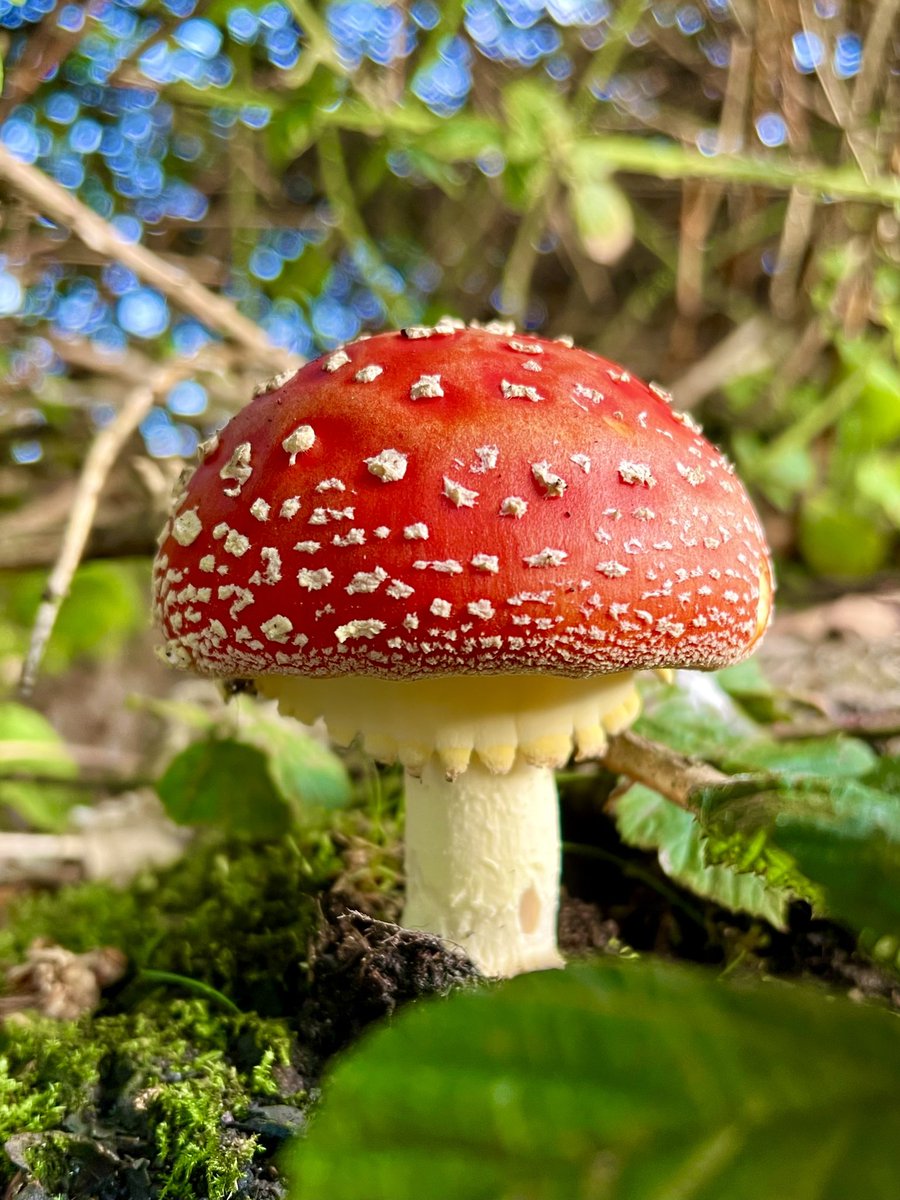 Hidden deep within a tangle of brambles, I had to fight my way through to get to this beauty! Fly Agaric, Amanita muscaria for #MushroomMonday 🍄 #Fungi