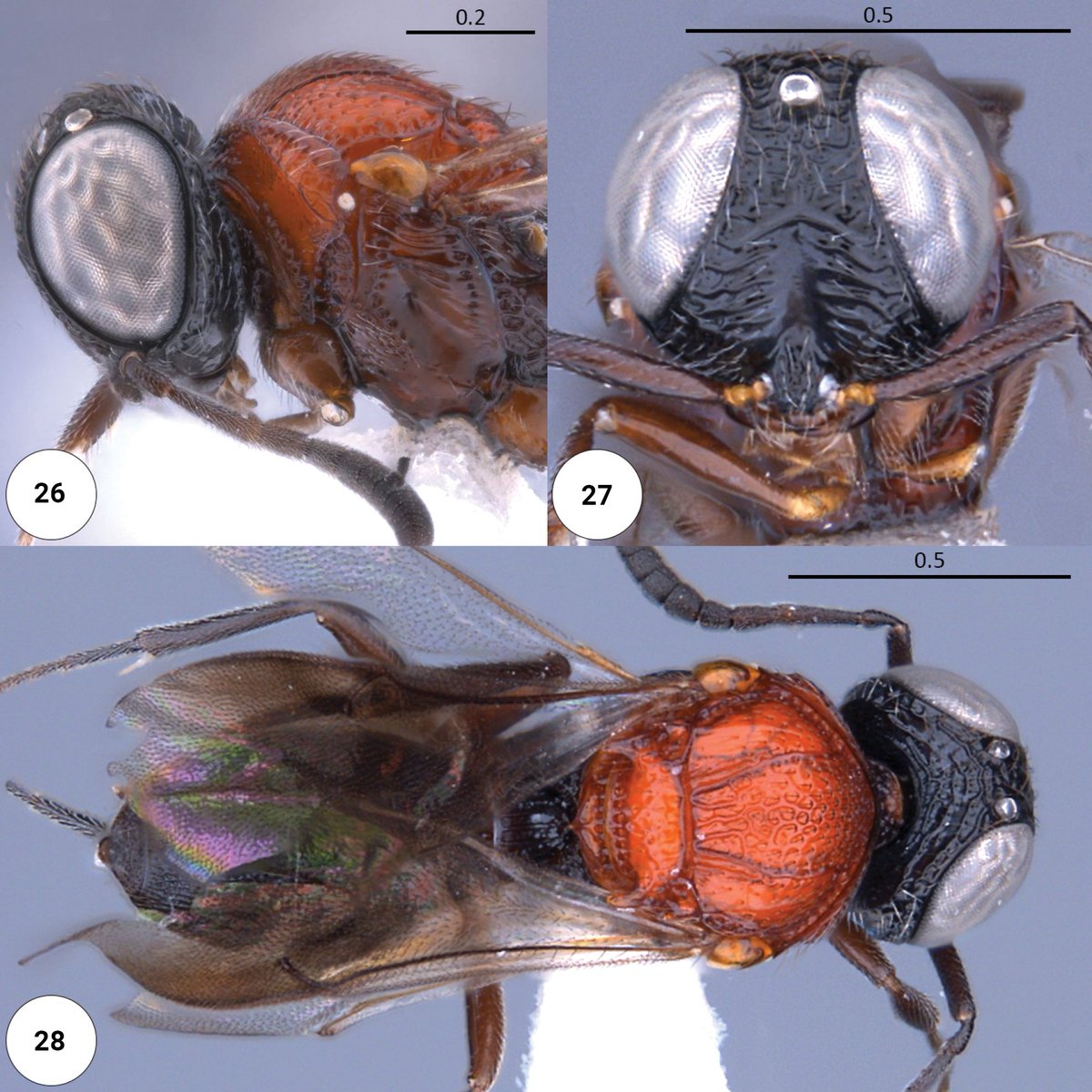 ZooKeys_Journal's tweet image. A revision of the parasitoid #wasp genus Dichoteleas recognized 10 species, of which six #NewToScience. See them here: doi.org/10.3897/zookey…

#parasitoids #taxonomy #newspecies @johannaschwrtz @baeus2 @Iziko_Museums @UCT_news
