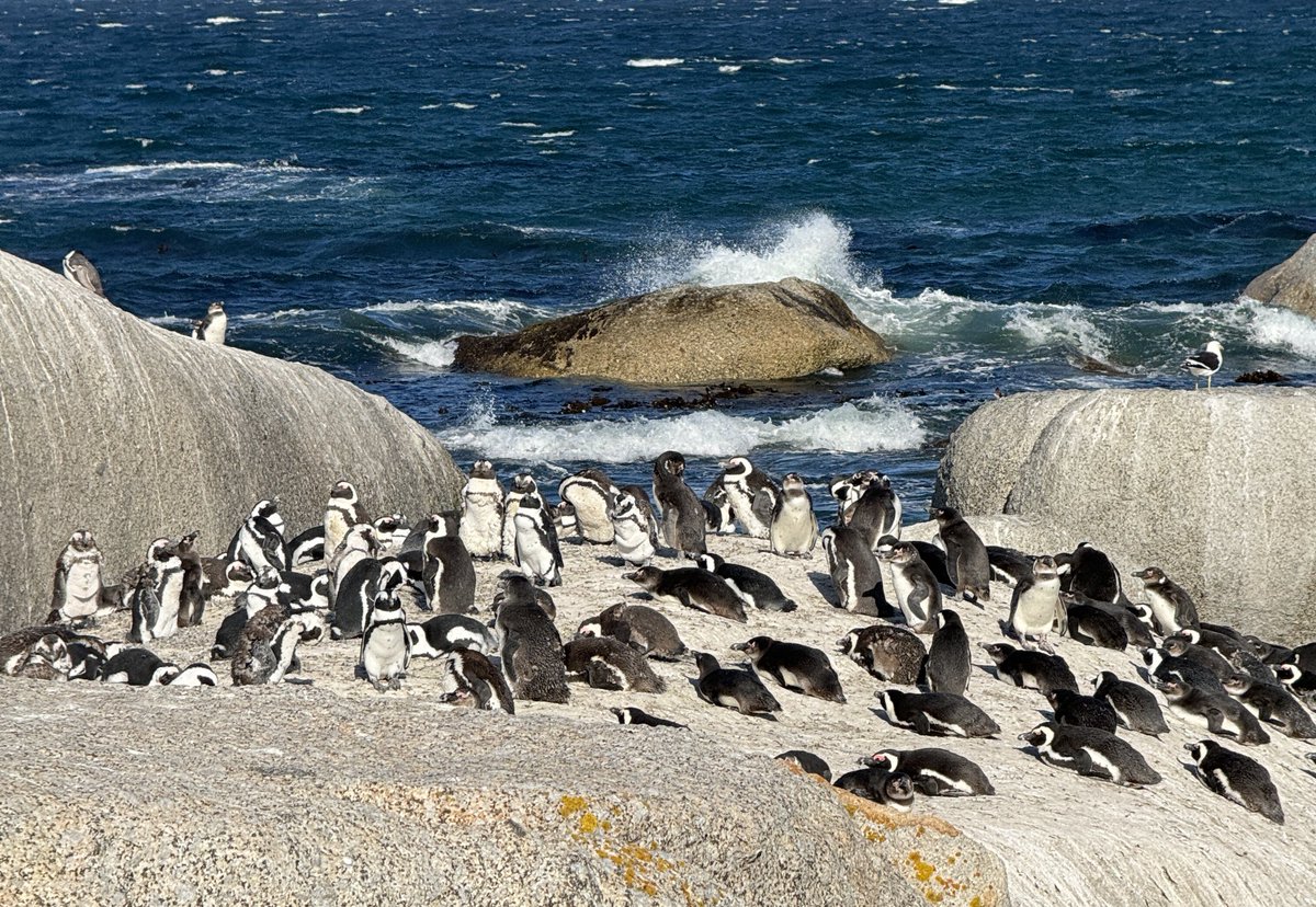 tiasuppersready's tweet image. ไปดูเพนกวินมา เหมือนNCT NATIONเลย 555555555555