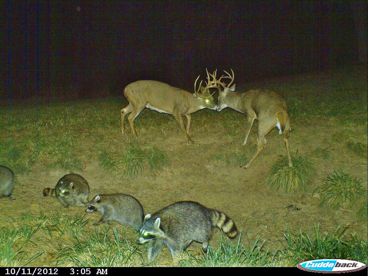 Trail_Cams's tweet photo. https://t.co/xDVF2xOMh3