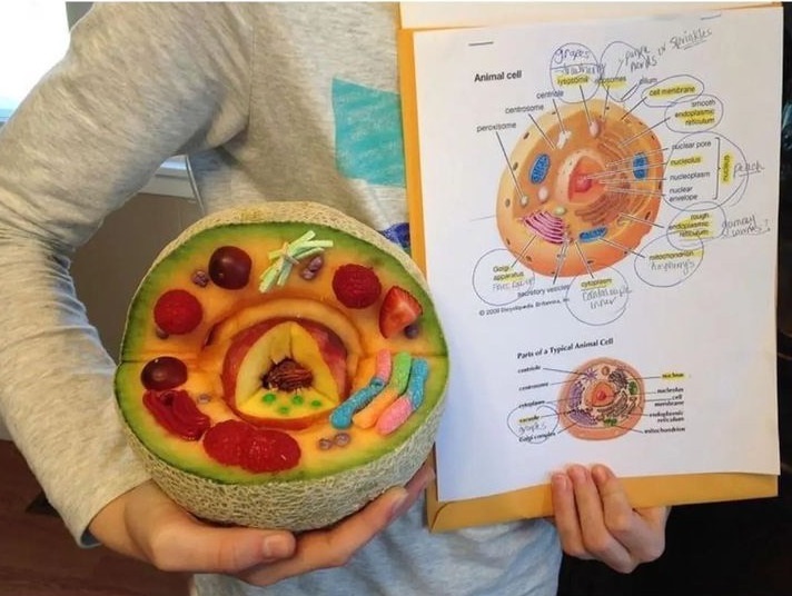 GenScript's tweet photo. An animal cell made with melon & candies👏👏👏
#animalcell #cellmodel #biologyfun #biologists #biology101
Image from biotech_bae https://t.co/2ECQPlq5bO