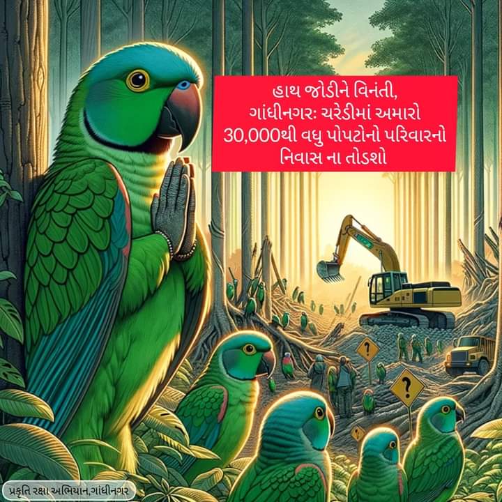Subhash73260213's tweet photo. ગાંધીનગરઃ ચરેડીમાં 30,000 થી વધુ પોપટોના પરિવારનો નિવાસ ના તોડશો.
આ પોપટો ગાંધીનગર અને દૂર દૂર થી અહી
રાતવાસો કરવા આવે છે.

આવા જંગલ ગાંધીનગરના ફેફસાં સમાન પણ છે.તંત્રને વિનંતી કે આ 800 વૃક્ષ ના કાપીને પ્રકૃતિ સંરક્ષણનું કામ કરે.  

#SaveBirds #saveanimals  #savetrees https://t.co/t7SitWbDxi
