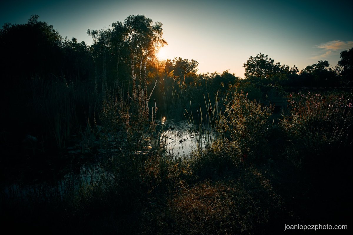 joanlopezphoto's tweet photo. #Pond
📸 Fujifilm X-T4
📷 Fujinon XF 16-55mm F2.8 R LM WR
#vinyolsielsarcs #baixcamp #ecocampvinyols #water #waterplants #aquaticplants #trees #leaves #treeleaves #branches #shrubs #stems #nature #vegetation #naturephotography #sky #horizon #clouds #cloudscape #landscape #landscapephotography #photographer #photography #captureonepro #fujifilm #fujifilm_xseries #fujifilmxt4 #fujixt4 #xt4