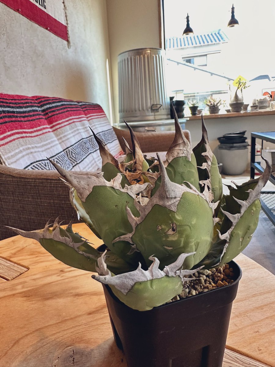 FKGS_2017's tweet image. 写真見比べたら大きくなってた。
アガベは萎えること多いので数減らしてくことにした。