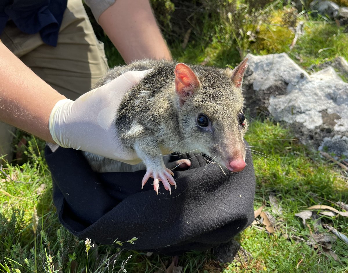 The NESP Resilient Landscapes Hub’s second research plan for 2023 is seeing 13 new projects getting underway. Our projects will be supporting the #conservation of protected areas, the protection of #threatenedspecies, and collaborative, #Indigenous-led environmental research. 1/3