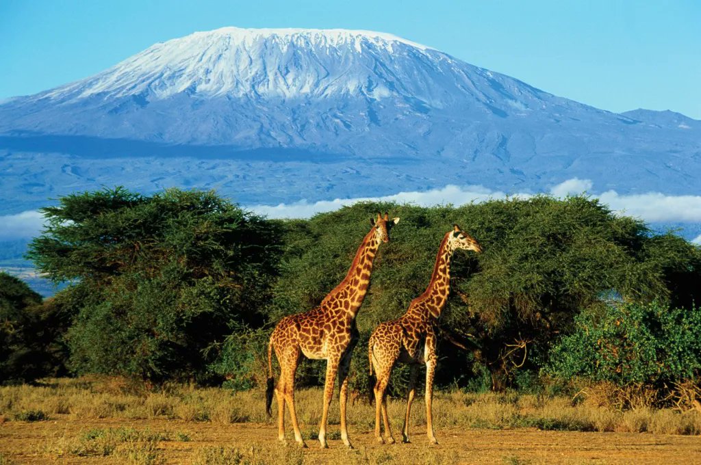 AS NEVES DO KILIMANJARO”, OU FALANDO DO DESAPARECIMENTO DE GELEIRAS NA ÁFRICA Kilimanjaro é uma montanha coberta de neve, com seis mil metros de altura, que, segundo se diz, é a montanha mais alta de África. O seu cume ocidental tem o nome de Ngaje Nagai, em masai a Casa de Deus