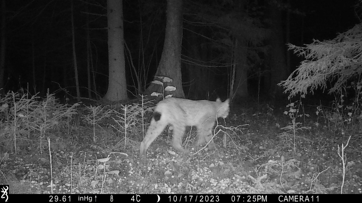 We just collected the #cameratraps for another year of #SnapshotEURO. Unquestionable highlight was an Eurasian lynx, recorded by two cameras! #Estonia #Snapshoteurope