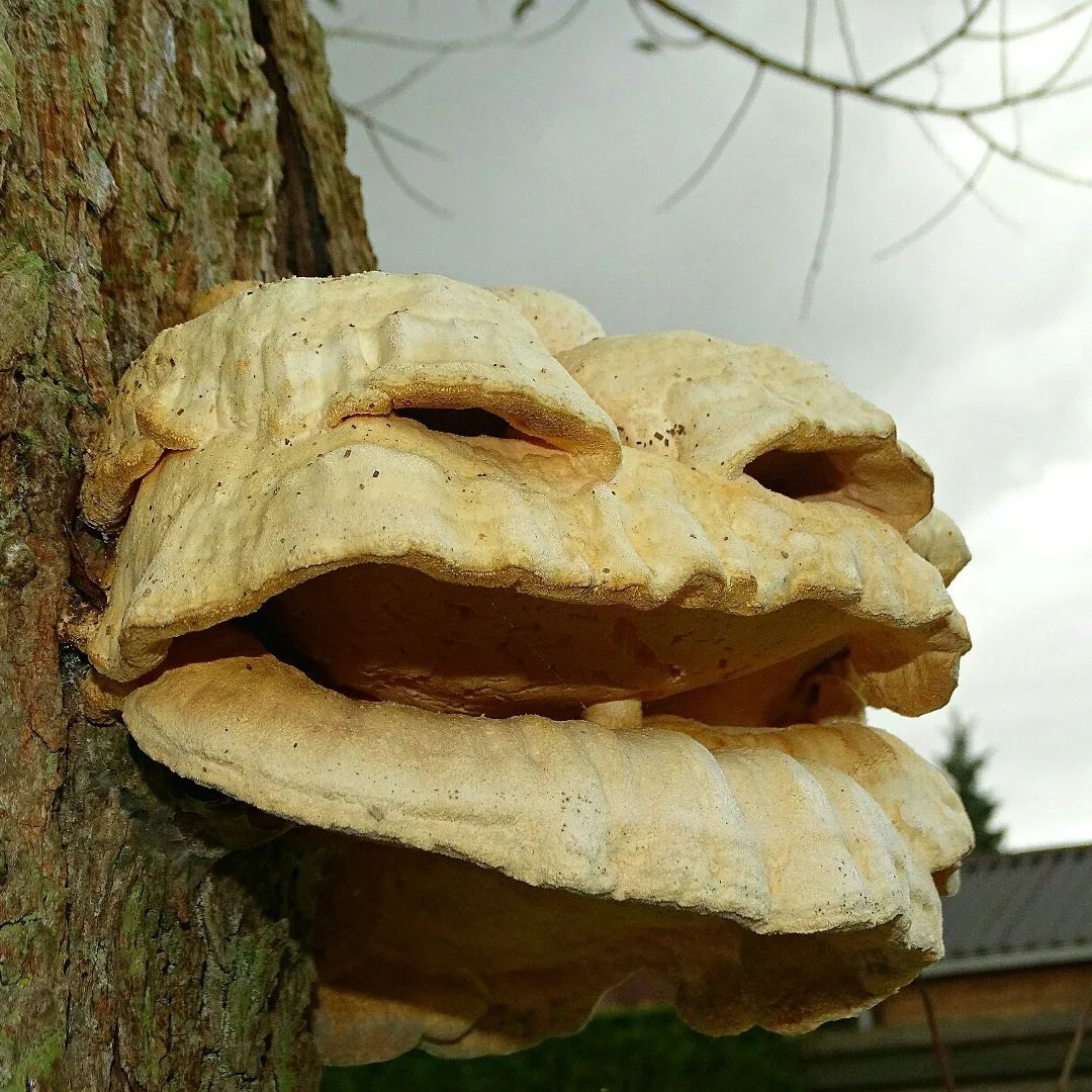 In de #halloween sfeer 🎃. Waar lijkt deze zwam volgens jou op?

📷👻 Bedankt voor het delen van deze spookachtige foto, Riemkje Roede. Wil jij jouw natuurfoto’s ook graag terugzien op onze social kanalen? Deel jouw mooiste foto's met #ivn_natuurliefhebbers