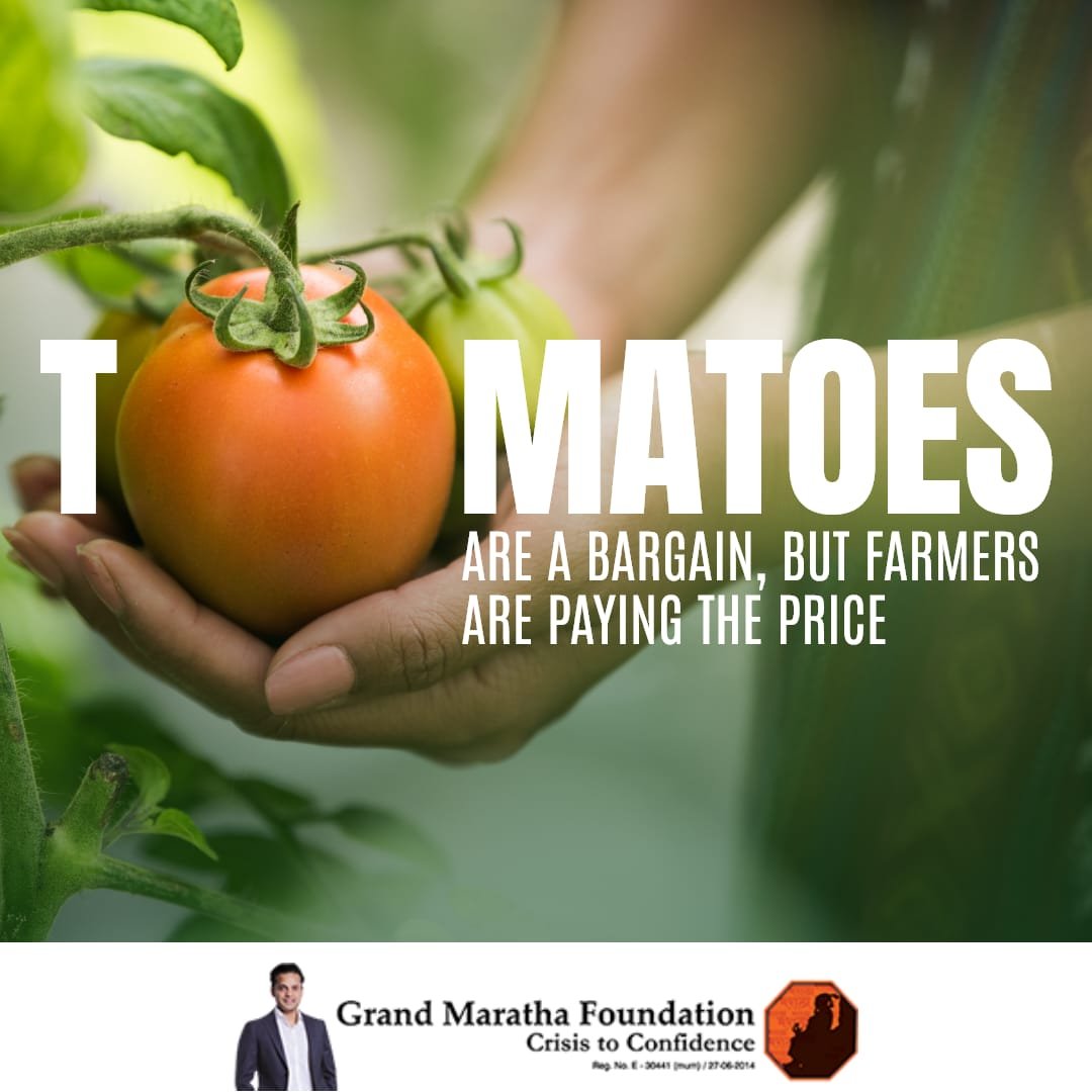 Tomato farmers are facing significant economic challenges as prices have dropped in a month. This fall has been met with relief by consumers, but farmers are expressing concern over development as the proceeds from selling the tomatoes wouldn't even cover transportation costs.