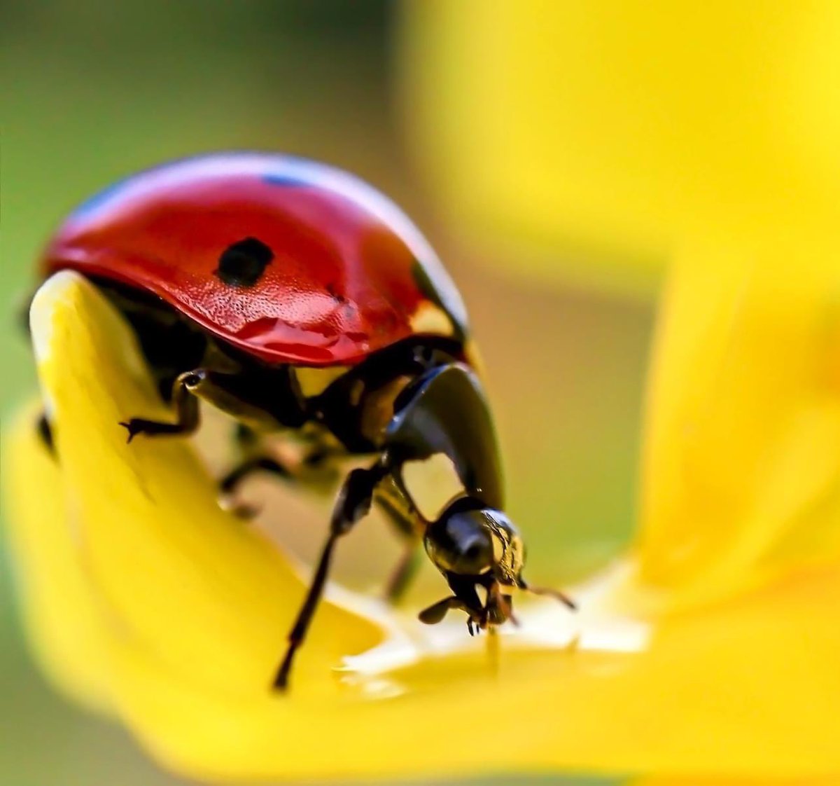 incaberry_app's tweet photo. Ladybugs don’t damage your garden, they are predators and eat a wide variety of small insects and insect eggs, their favorite food is aphids making them the perfect pest controllers!⁠ #ComingSoon #GardeningX #foodsecurity #fresh #beneficialbugs https://t.co/0HLeUUZXPk