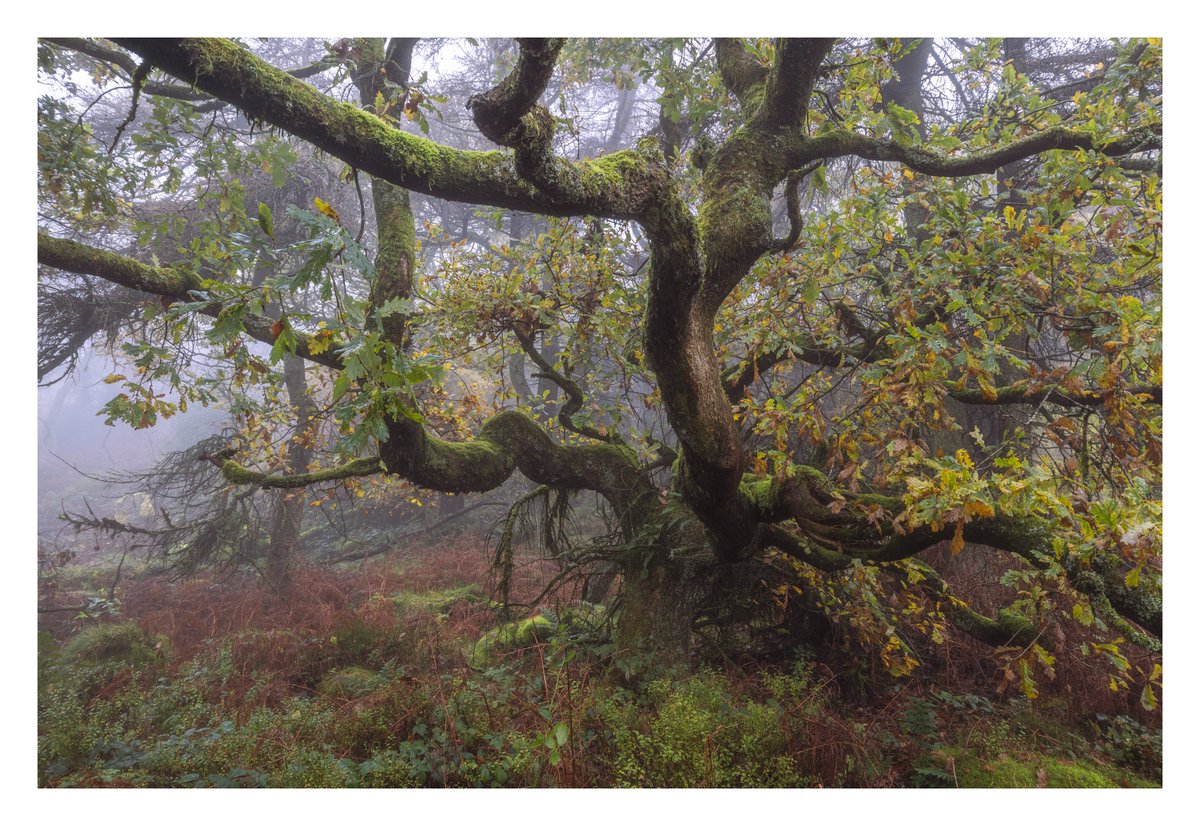 A lesser spotted woodland photo 😁 Find it so bloomin' difficult, probably due to lack of practice. If there's any chance of a view, I'm off up a hill somewhere! 

#woodlandphotography #APPicOfTheWeek #FSPrintMonday