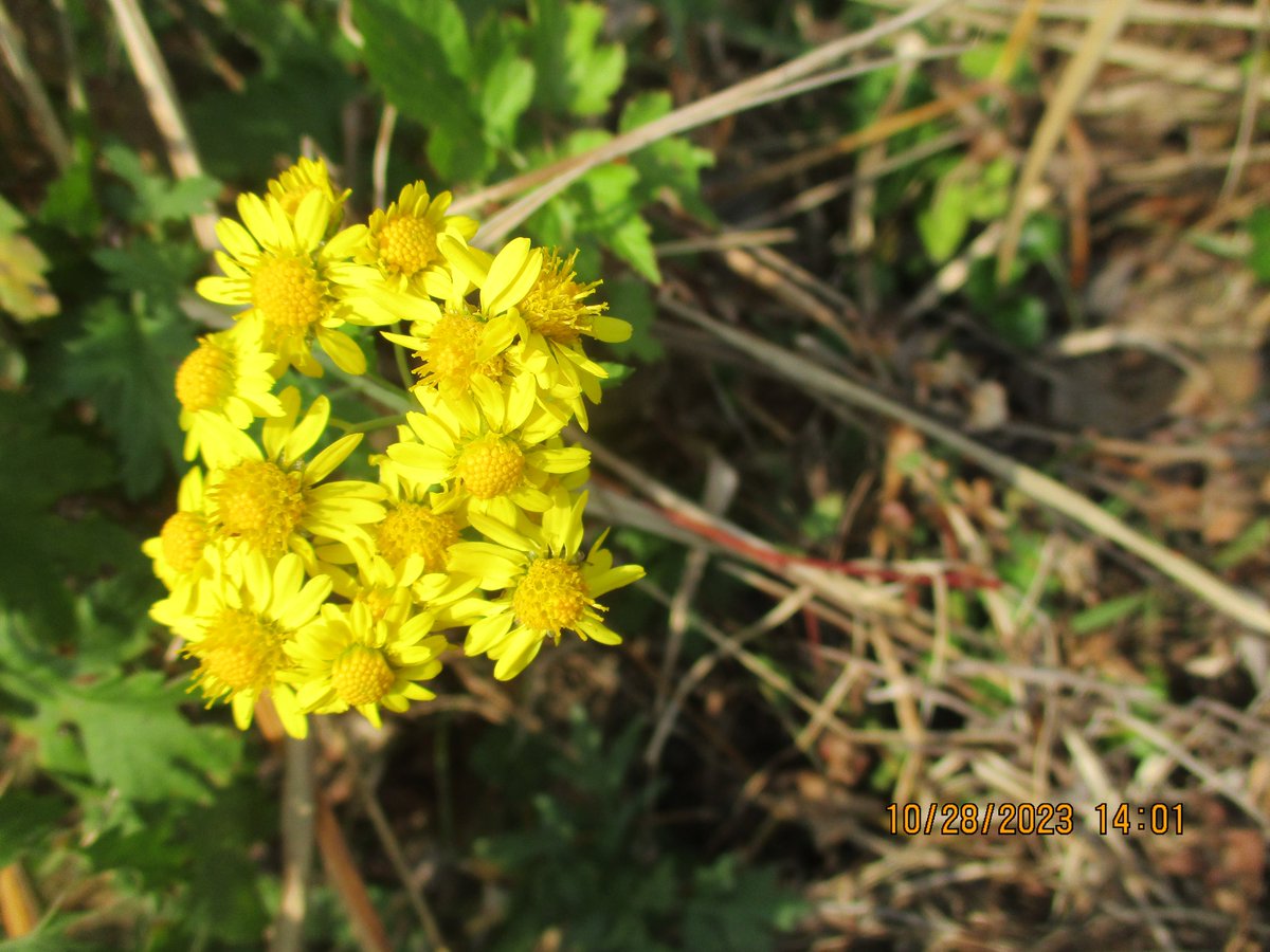 Siberian chrysanthemum