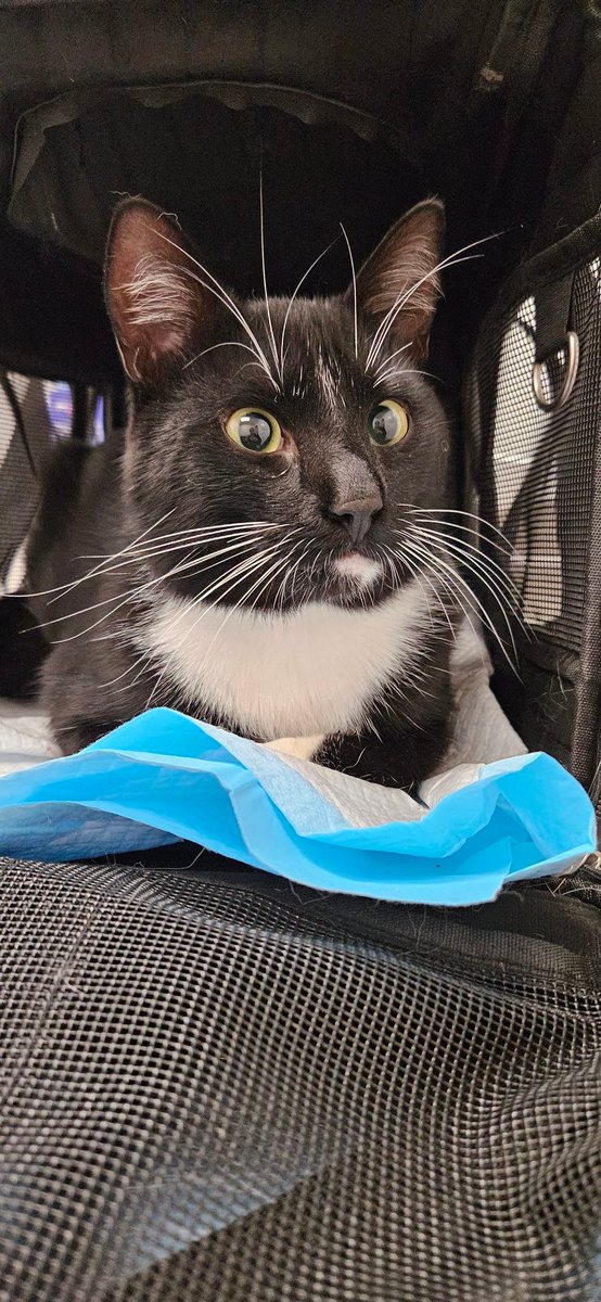 Superdoll92's tweet photo. This is Crookie Jay! He makes the 9th cat in my household! Lol 🖤🤍🖤 #CrookieJay #BlackCatsMatter2 #Crooke #Caturdayforeves #CatLovers https://t.co/i69CKWigSl