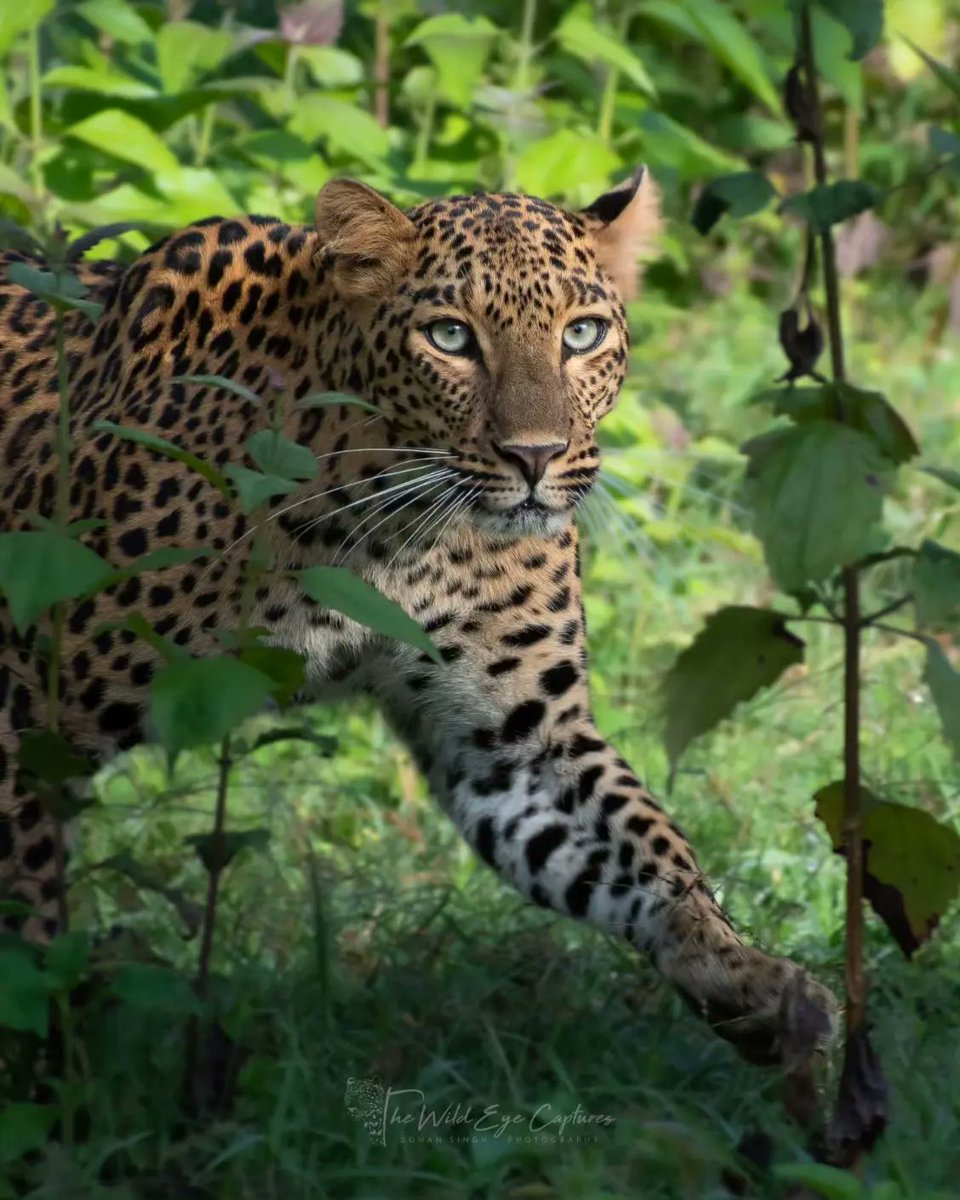 An enchanting leopard from the forests of Bandipur Tiger Reserve! 📸 IG @the_wildeye_captures #junglelodgesJLR #elephant #tusker #bullelephant #jlrexplore #karnatakatourism #wildlife #nature #wildlifephotography
